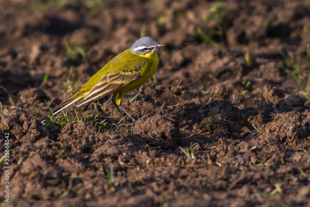 Western Yellow Wagtail (Motacilla flava)
