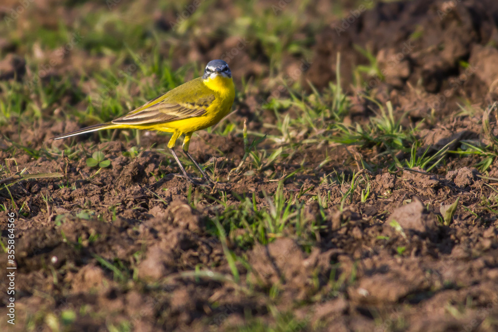 Western Yellow Wagtail (Motacilla flava)