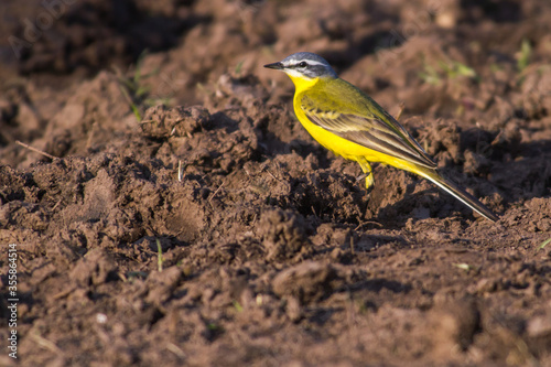 Western Yellow Wagtail (Motacilla flava)