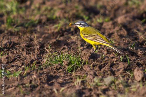 Western Yellow Wagtail (Motacilla flava)