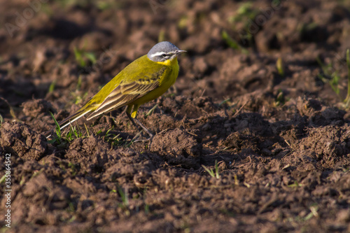Obraz na płótnie Western Yellow Wagtail (Motacilla flava) w salonie