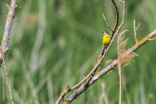 Western Yellow Wagtail (Motacilla flava)