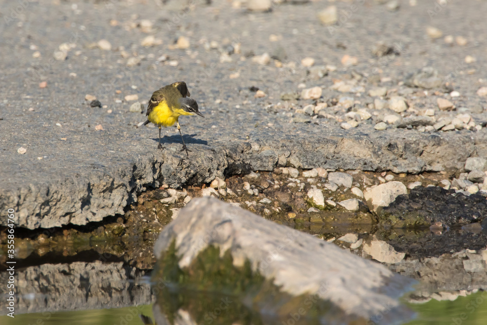 Western Yellow Wagtail (Motacilla flava)