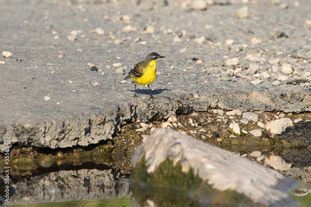 Western Yellow Wagtail (Motacilla flava)