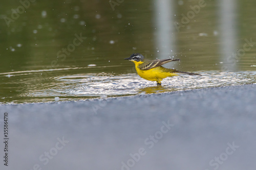 Obraz na płótnie Western Yellow Wagtail (Motacilla flava) w salonie