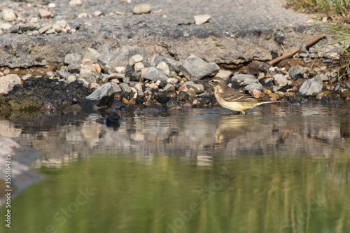 Obraz na płótnie Western Yellow Wagtail (Motacilla flava) w salonie