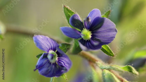 small blue flower blooming, opening its blossom, extreme close up of spring germination process, wolderful macro world
