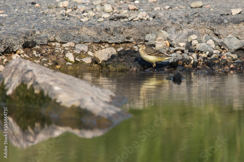 Obraz na płótnie Western Yellow Wagtail (Motacilla flava) w salonie