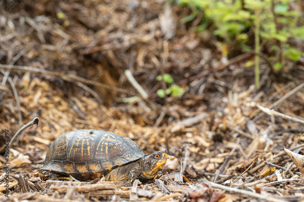 Eastern Box turtle - Terrapene carolina Eastern Box turtle - Terrapene carolina