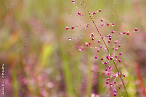 pink grass flower blooming    spring  autum nature   wallpaper background