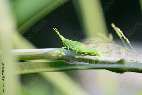 grasshopper on a leaf © pangcom