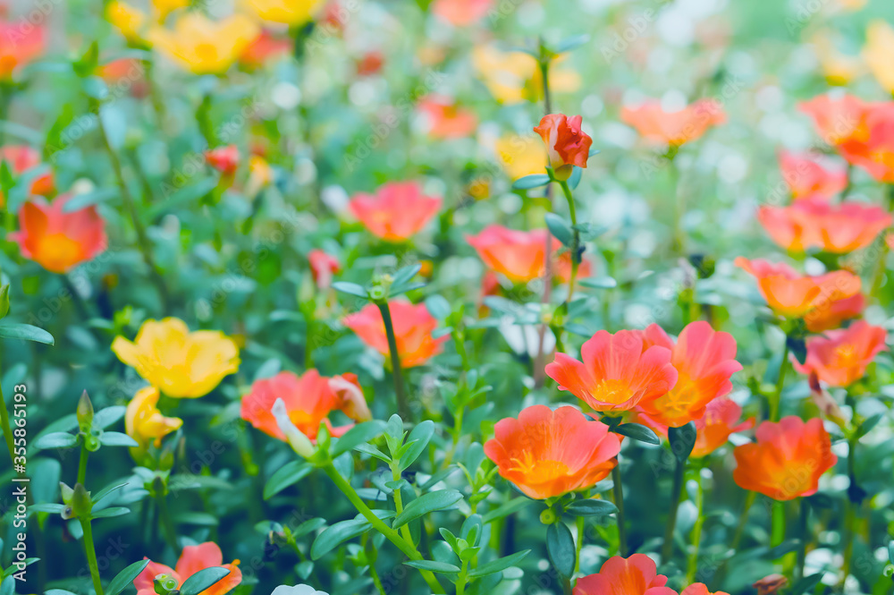 soft focus spring orange and pink flower background soft focus spring orange and pink flower background
