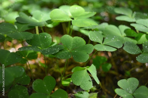 green leaves in the forest