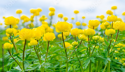 Yellow flowers of blooming globeflower or globe flower. Spring flowers on a blurred background. Trollius ranunculinus. High quality photo