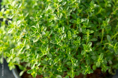 Thymus vulgaris known as Common Garden Thyme herb as background