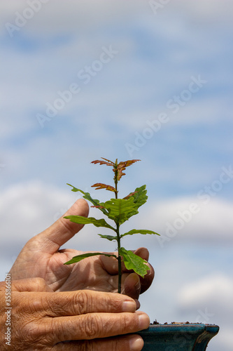 Nurturing growth: an oak sapling in a blue bonsai pot supported by elderly hands against a blue sky 