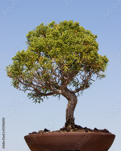 Arizona cypress bonsai tree against a blue sky