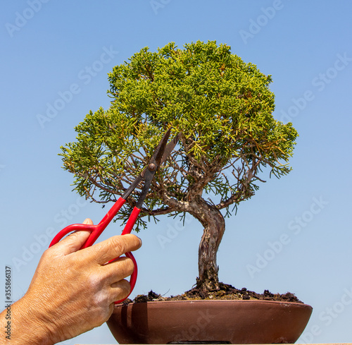 The hands of an elderly man holding red shears, trimming a green Arizona Cypress bonsai tree against a sky backdrop.