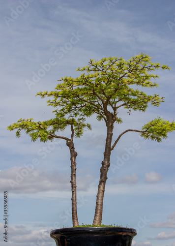 Twin-trunked Chinese larch bonsai with a cloudy sky backfrop