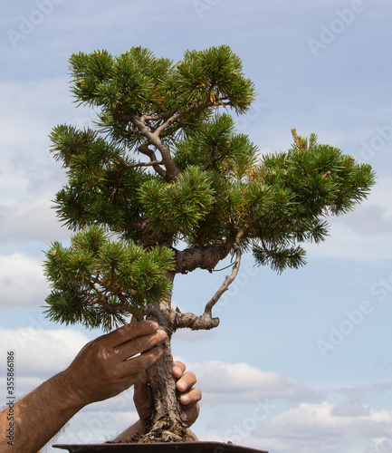 Nurturing growth: an oak sapling in a blue bonsai pot supported by elderly hands against a blue sky 