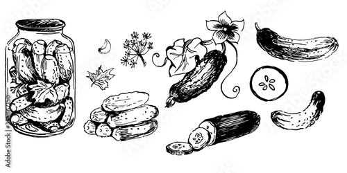 pot of salt cucumbers and parts of recipe. hand drawn ink sketch. vector illustration