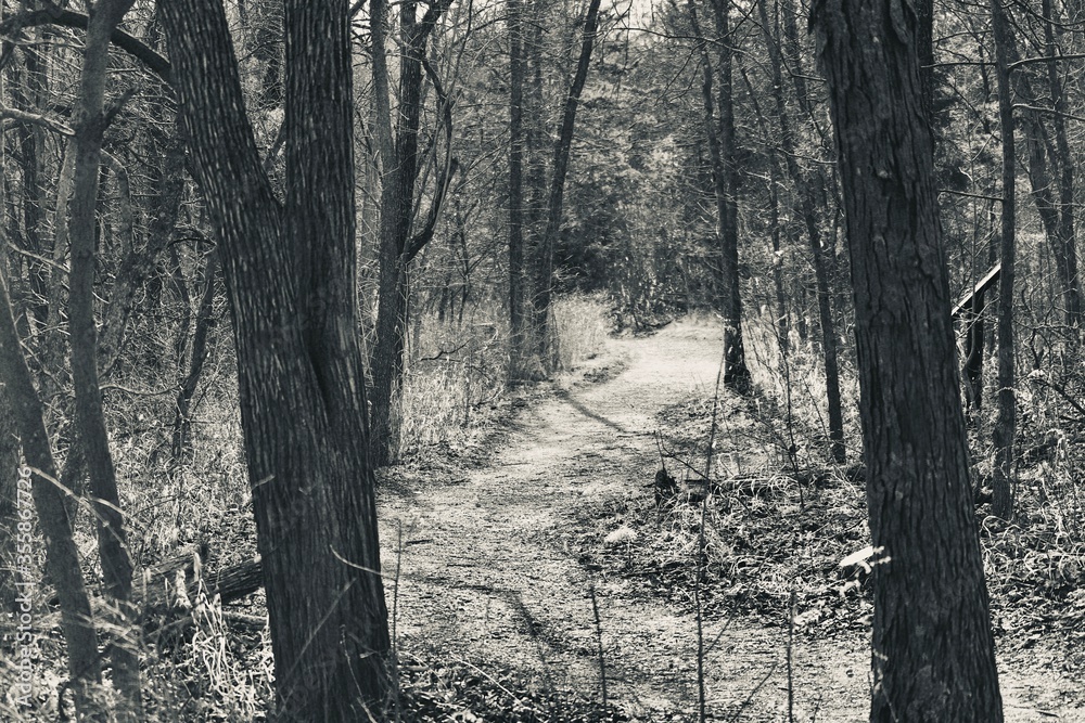 Fototapeta premium nature trail