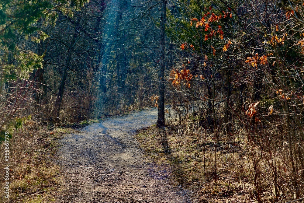 path in the woods path in the woods