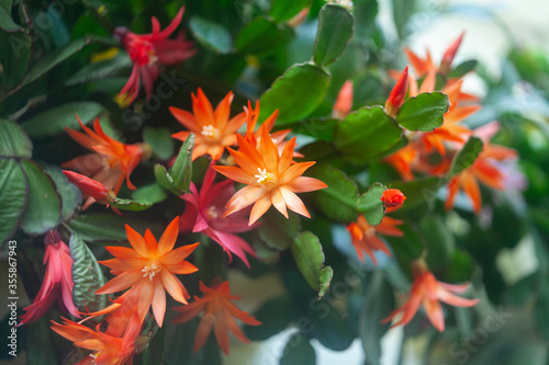 schlumbergera plant in blossom, red and pink flowers