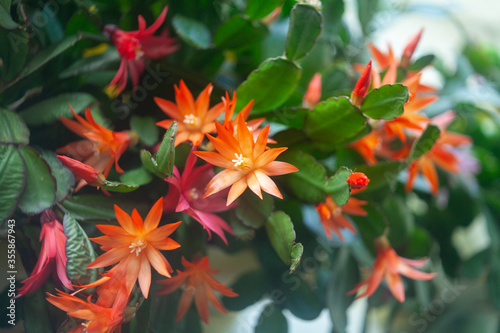 schlumbergera plant in blossom, red and pink flowers photo