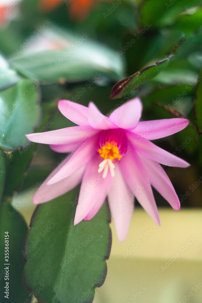 Fototapeta premium schlumbergera plant in blossom, red and pink flowers