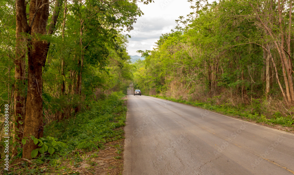 road in the forest