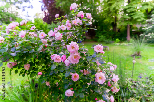 Sommer im Garten mit Rosenbeeten und Staudenbeeten, üppig blühender Rosenbusch im Sommergarten