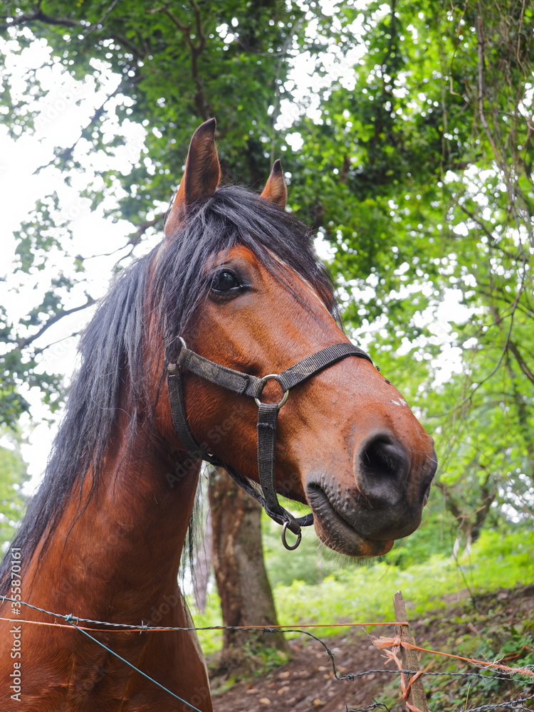 cabeza mirando de perfil de caballo marron rojizo cabeza mirando de perfil de caballo marron rojizo