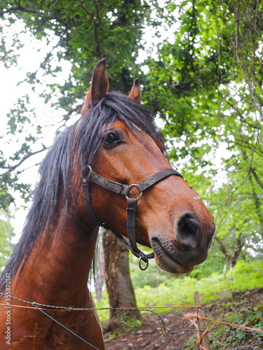 cabeza mirando de perfil de caballo marron rojizo © Angel