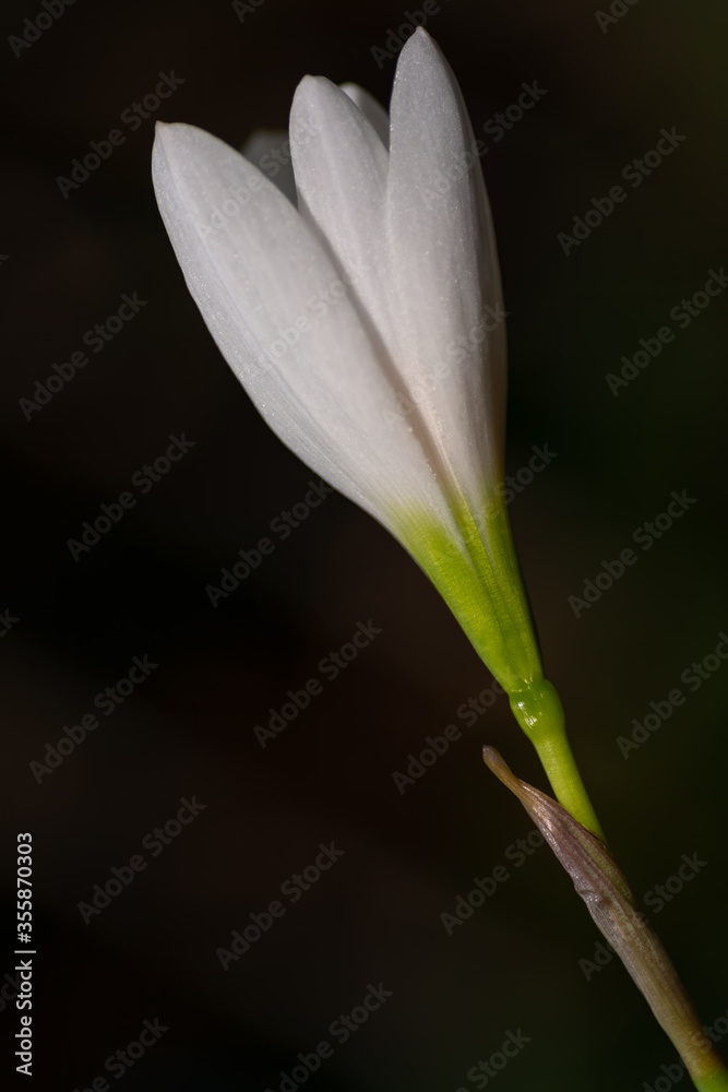 White Rain Lily flower