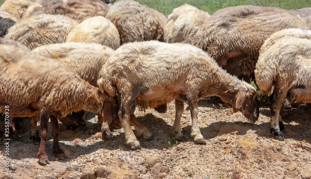 herd of sheep grazing in the mountains of Lebanon herd of sheep grazing in the mountains of Lebanon