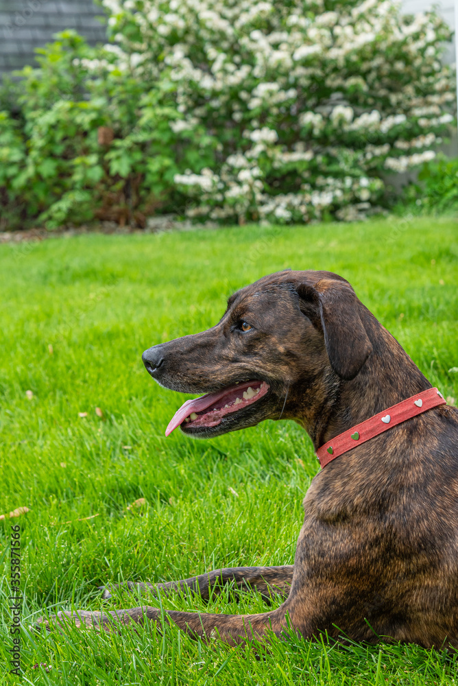 Cute brindle brown dog with red collar lying in grass in yard