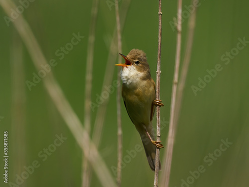 Fotografia Marsh warbler (Acrocephalus palustris)