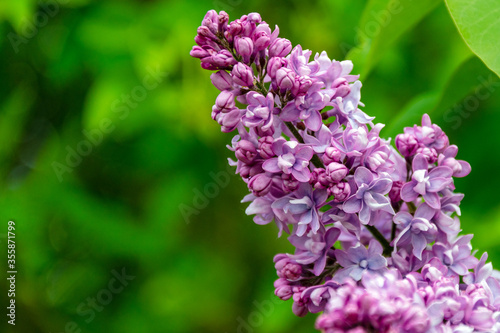 Blossoming lilac on a green background.