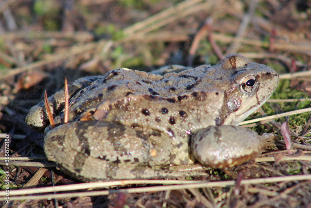 Naklejka premium frog in the grass