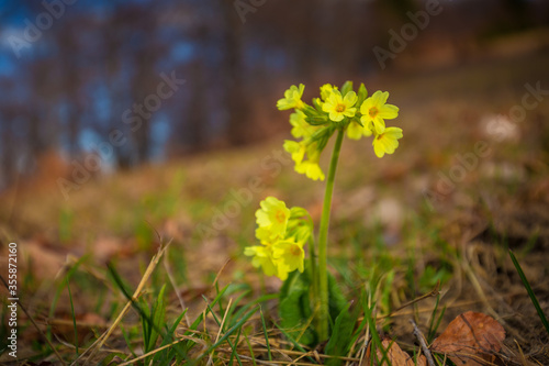 Cowslip primrose, latin name Primula veris. Yellow flower on a blurred background.
