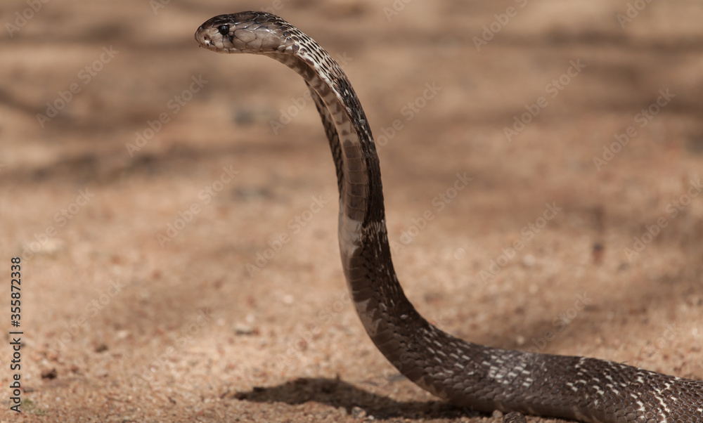 Royal Cobra in Sri Lanka