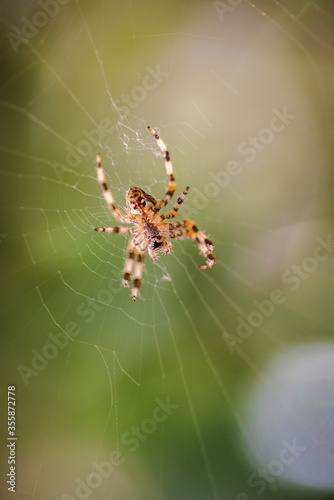 ventral view of european garden spider, Araneus diadematus, on its orb web