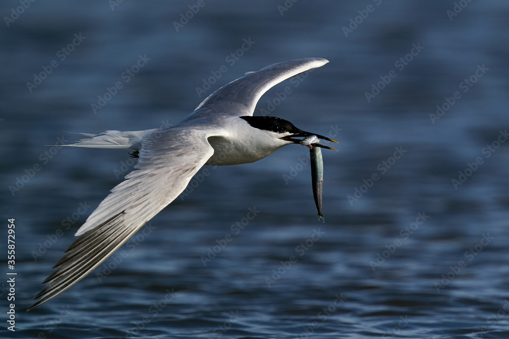 Sandwich tern (Thalasseus sandvicensis) in flight with a fish in its beak in its natural enviroment Sandwich tern (Thalasseus sandvicensis) in flight with a fish in its beak in its natural enviroment