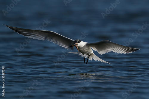 Sandwich tern  Thalasseus sandvicensis  in flight with a fish in its beak in its natural enviroment