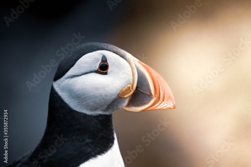 Atlantic Puffin at Heimaey - Iceland photo