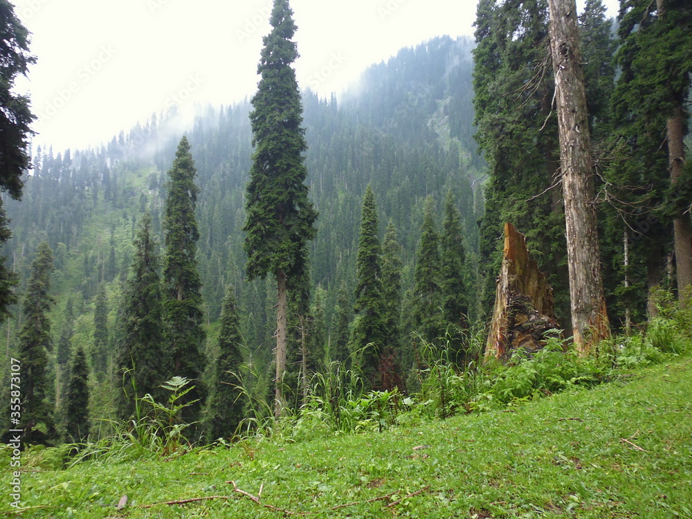 forest in the mountains forest in the mountains