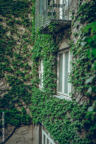 Ivy Wall Old House Facade