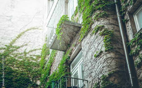 Ivy Wall Old House Facade