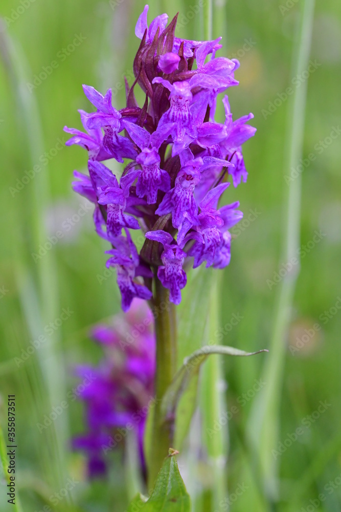 Fototapeta premium Kleines Knabenkraut, Orchidee